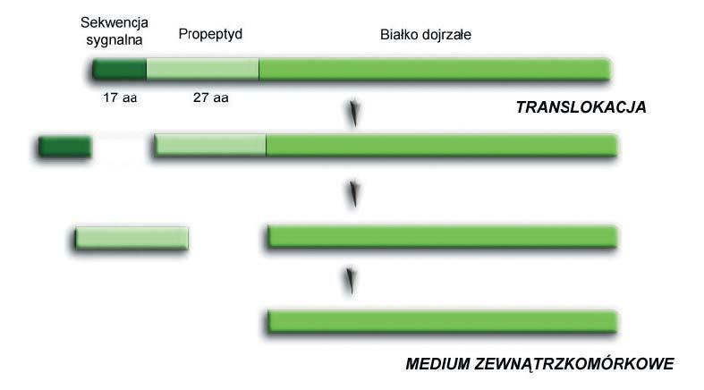 Drożdże Yarrowia lipolytica.
