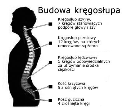 OBCIĄŻENIA SKOCZKA PRZY OTWARCIU SPADOCHRONU I PRZY LĄDOWANIU Skoczek po opuszczeniu samolotu spada swobodnie z prędkością około 50 m/s, po otwarciu spadochronu następuje wyhamowanie tej prędkości do