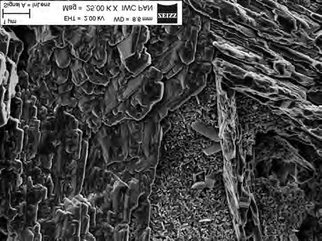 Characteristic elements identified in the microstructure of reference
