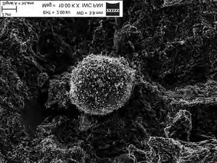 calcareous fly ash): a) pores in the cement/ fly ash matrix including distinct spherical particles of fly
