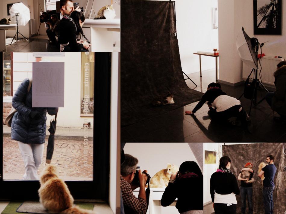 5. MARZEC 2015 Dzień Kota z Fundacją Felineus- odsłona fotograficzna 14 marca 2015 Fundacja Felineus razem z Rzeszowskim Stowarzyszeniem Fotograficznym