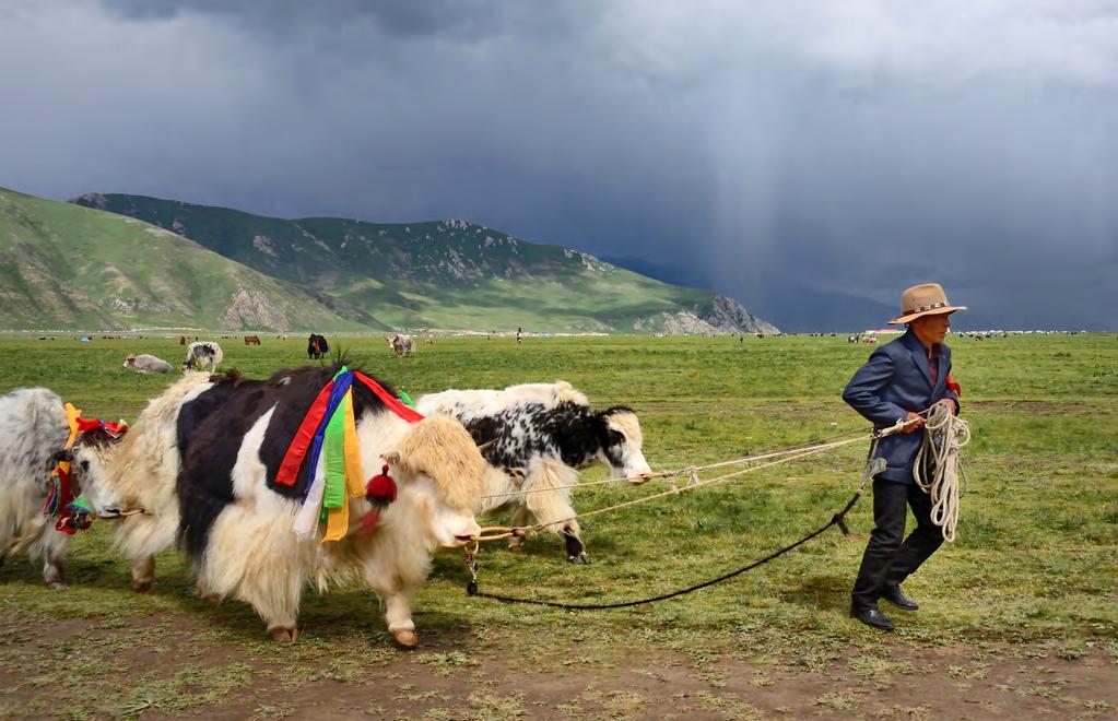 IV - festiwal jeździecki yushu Festiwal Jeździecki Yushu jest dorocznym świętem Khampów i najważniejszym wydarzeniem kulturalnym regionu.