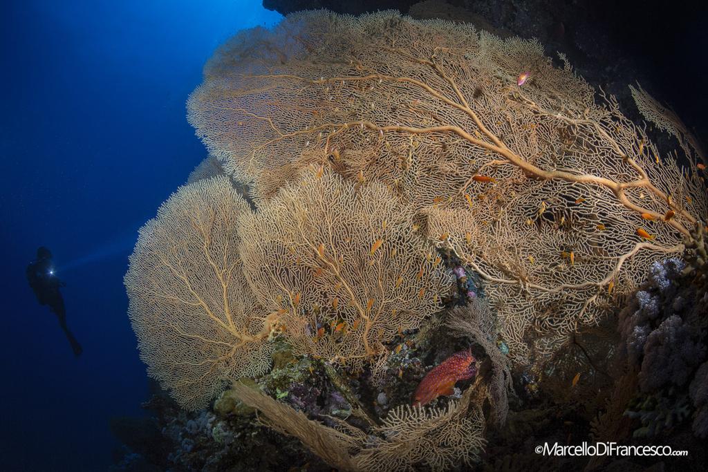 Ogromne kolonie gorgonii wyró?niaj? si? z b??kitnej wody Morza Czerwonego. (Canon 5Dmk3 + Tokina 10-17mm Nauticam Housing F16 1/200 iso 200). Briefing Na tej wyspie mo?na wykona? ró?ne typy nurkowa?