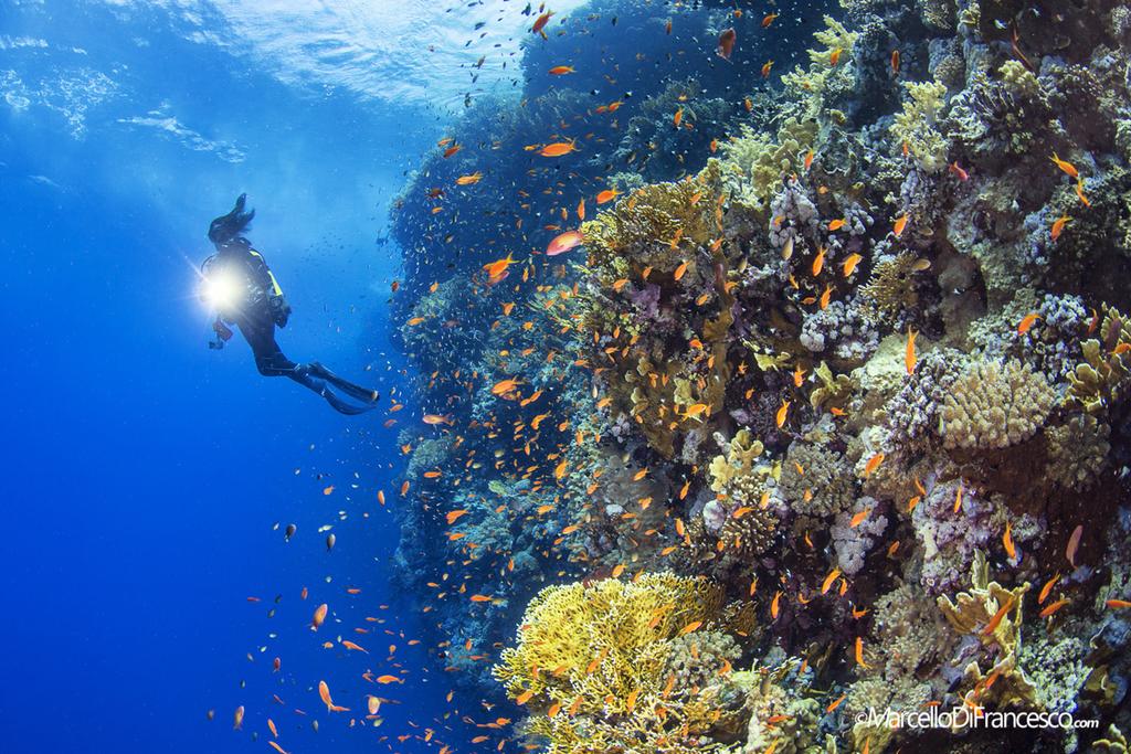 T?tni?ce?ycie na rafie, nawet na p?ytkiej wodzie. (Canon 5Dmk3 + Tokina 10-17mm Nauticam Housing F10 1/80 iso 200). Rafa t?tni kolorami i?yciem. W ka?dym miejscu?yj?