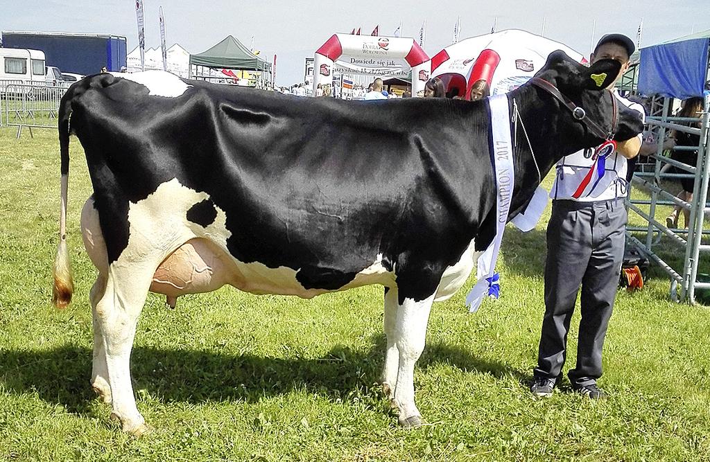 VII Lubuska Wystawa Bydła Hodowlanego 5 XVIII Mazowiecka Wystawa Zwierząt Hodowlanych w Poświętnem Woj. mazowieckie Woj. lubuskie Od lewej: SUPERCZEMPION w kategorii jałówki cielne KADETA, o.