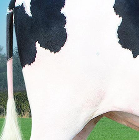 70 sztuk bydła, średnia wydajność to 8200 l mleka.