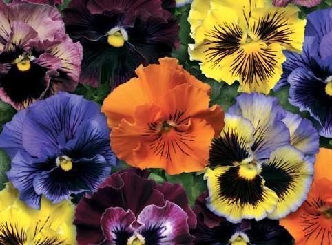 Frizzle Sizzle Viola wittrockiana niezwykle efektowna ze względu na niespotykany karbowany kwiat!