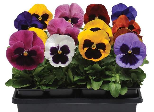 Imponuje niespotykaną barwą kwiatów oraz ich unikatowym, karbowanym brzegiem płatków, co daje niespotykany i zaskakujący efekt.