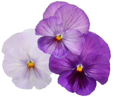 Major Viola wittrockiana duży kwiat bogata kolorystyka zwarty wzrost doskonałe do uprawy