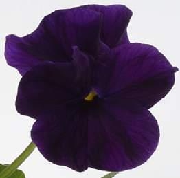 Cornet Purple