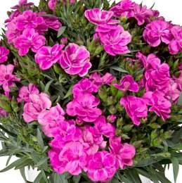 Goździk Dianthus New New New