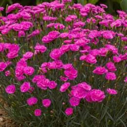 Peach Gaillardia aristata