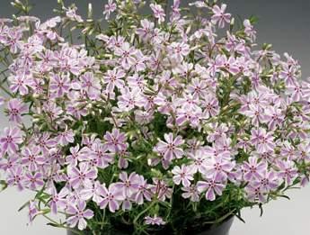 Phlox subulata Floks szydlasty