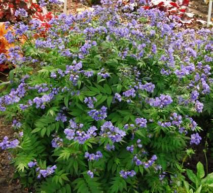 Symphony Tiarella 70757 Heaven