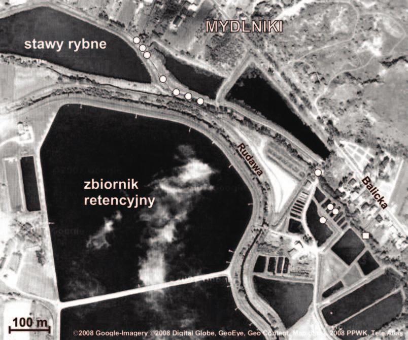 Chrońmy Przyr. Ojcz. rocznik 65, zeszyt 4, 2009. Ryc. 5. Lokalizacja stanowisk rukwi drobnolistnej w obrębie stawów rybnych w Mydlnikach; O stanowiska, liczne stanowiska.