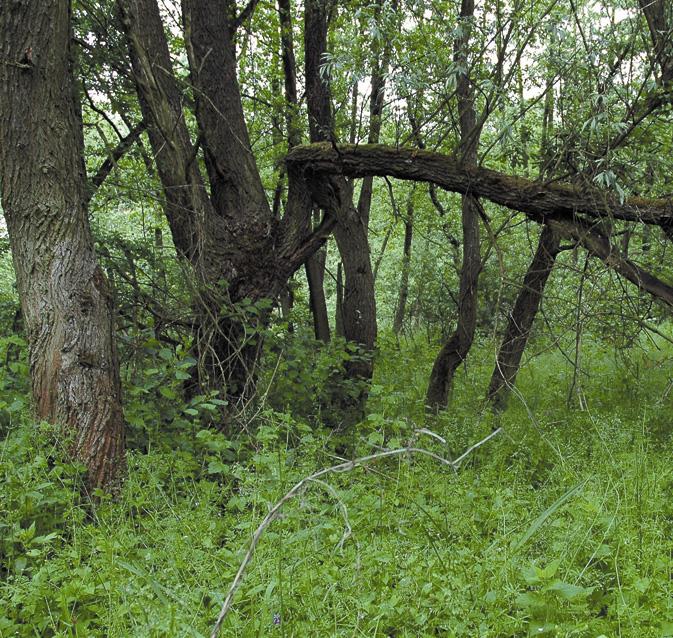 vegetation near Jeziorsko