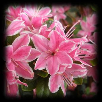 Azalia japońska Kermisine Rose (Rhododendron