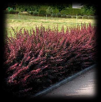 Berberys Thunberga Atropurpurea (Berberis thunbergii)