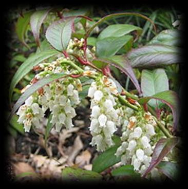 Kiścień wawrzynowy Rainbow (Leucothoe fontanesiana) Krzew ten