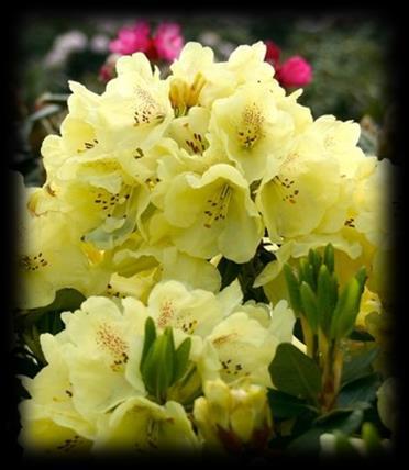 Różanecznik drobnokwiatowy 'George Sand (Rhododendron sp.