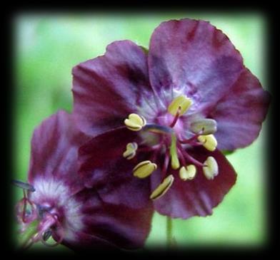 Bodziszek żałobny 'Samobor (Geranium phaeum)