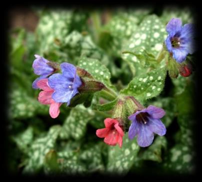 Miodunka pstra (Pulmonaria saccharata) Miodunka kwitnie wczesną