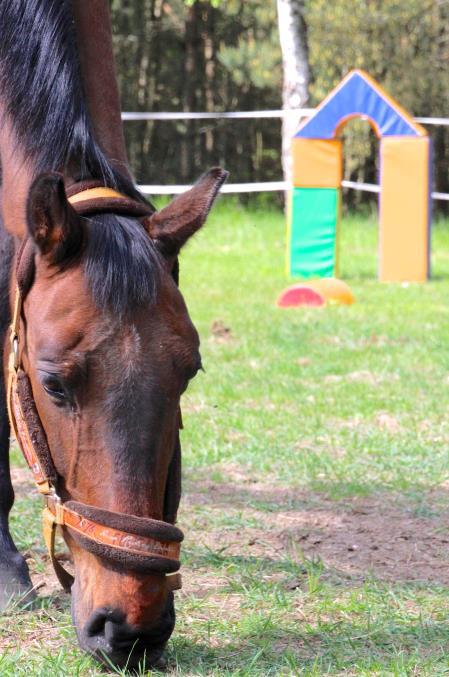 Cele i zakres szkolenia Konie są silnym, dużymi, budzącymi respekt zwierzętami, a kontakt z nimi dla wielu z nas jest czymś nowym, nietypowym i niepewnym.
