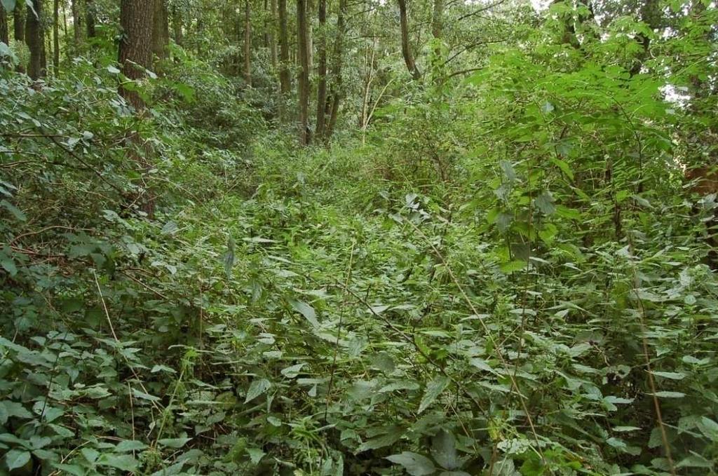 pokrzywa zwyczajna Urtica dioica, żywokost lekarski Symphytum officinale, chmiel zwyczajny Humulus lupulus, wiechlina błotna Poa palustris, mozga trzcinowata Phalaris arundinacea, gwiazdnica gajowa