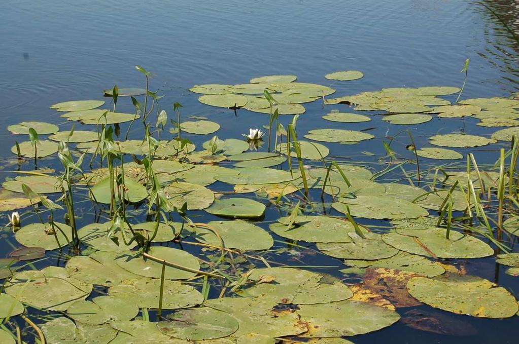 Ceratophyllum demersum, moczarka kanadyjska Elodea canadensis, a także drobne lymneidy: spirodela wielokorzeniowa Spirodeal polyrhiza, rzęsa trójrowkowa Lemna trisulca, rzęsa drobna Lemna minor. Fot.
