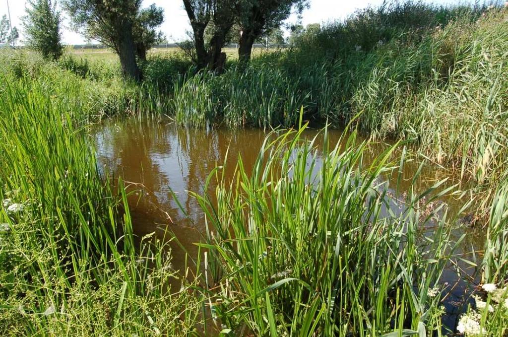 karbieniec pospolity Lycopus europaeusi, krwawnica pospolita Lythrum salicaria, rdest ziemnowodny w odmianie lądowej Polygonum amphibium fo.