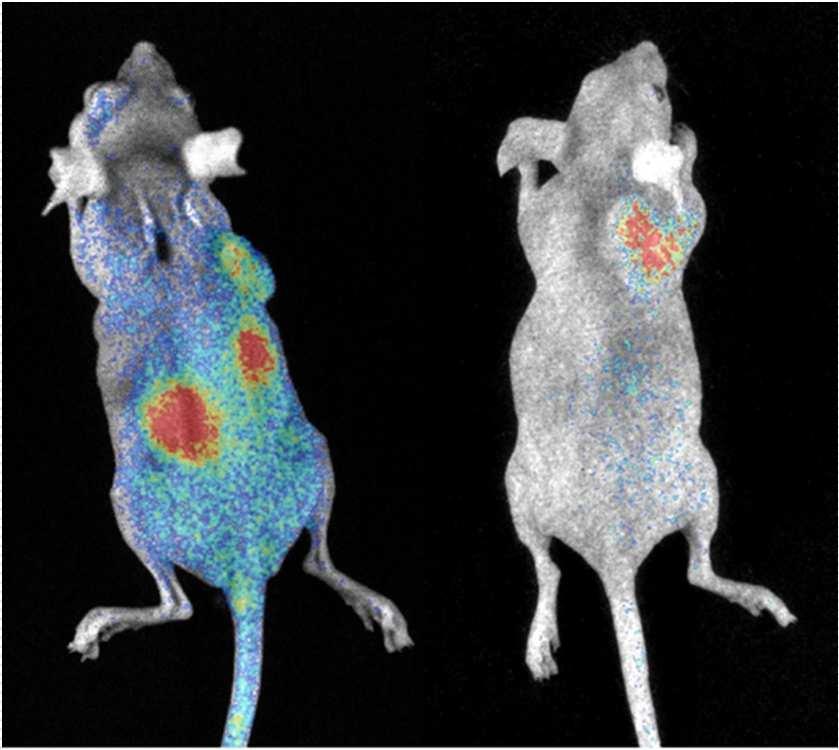 Biodistribution studies of the radioactive