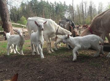 konie, psy, koty, kozy i koźlęta, króliki, świniodziki oraz