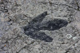 mezozoicznej, a wśród naturalnej wielkości figur dinozaurów zwiedzimy wystawę