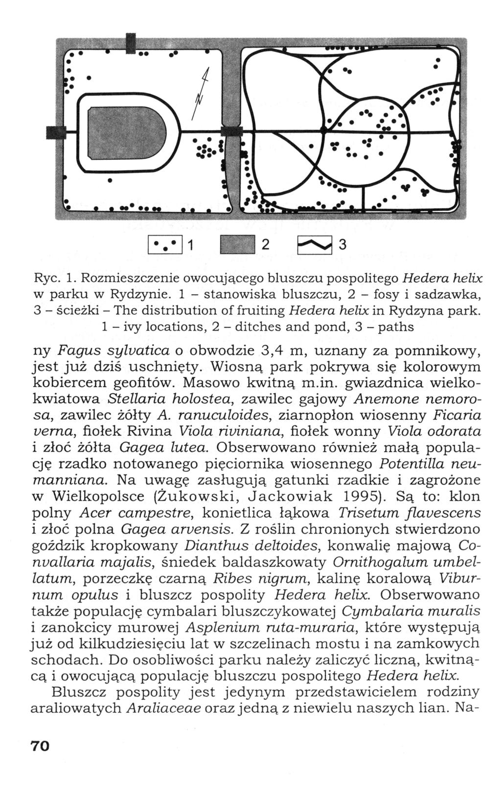 Rye. 1. Rozmieszczenie owocującego b l u s z c z u pospolitego Hedera helix w p a r k u w Rydzynie.