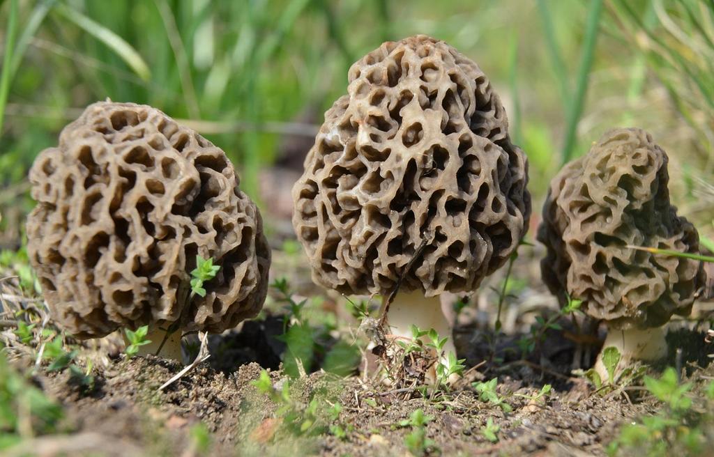 KWIECIEŃ 1 2 3 4 5 6 7 8 9 10 11 12 13 14 15 16 17 18 19 20 21 22 23 24 25 26 27 28 29 30 Smardz jadalny Morchella esculenta (L.) Pers.