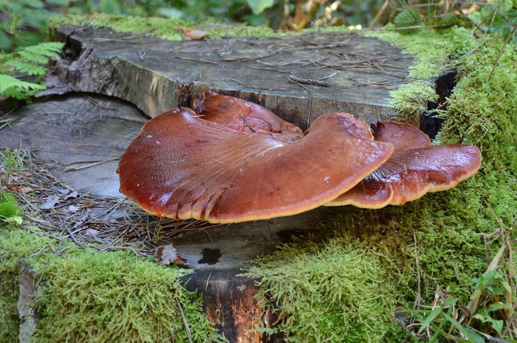 SIERPIEŃ 1 2 3 4 5 6 7 8 9 10 11 12 13 14 15 16 17 18 19 20 21 22 23 24 25 26 27 28 29 30 31 Ozorek dębowy Fistulina hepatica (Schaeff.) With.