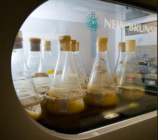 Produkcja białek Transformacja wprowadzenie wektora ekspresyjnego (np. z serii pet) do wybranego szczepu ekspresyjnego E.