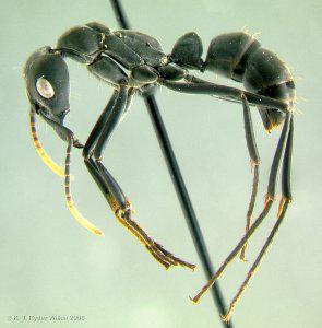 Mrówka Pachycondyla apicalis