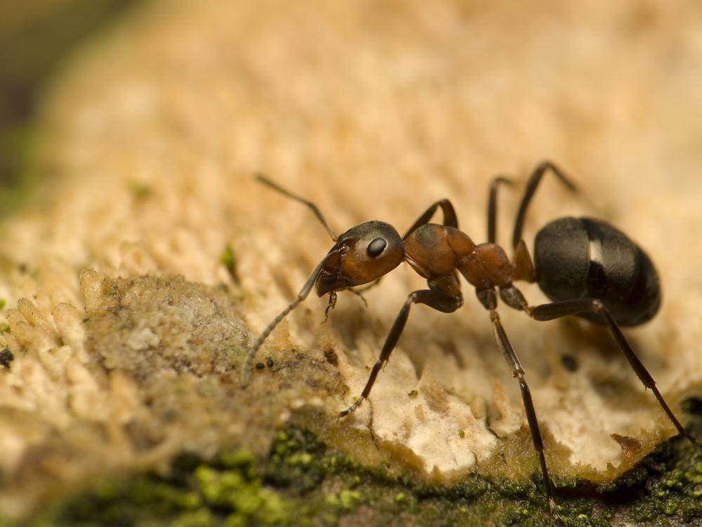 BASF Pest control