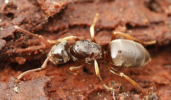 Fourmidor biologia mrówek Mrówki ogrodowe Rodzaj Lasius Kolonia Kolor Wielkość Gniazdo Pożywnienie Znaczenie Monoginia Poliginia Czarny, brązowy, żółtawy 3-4 mm Budują gniazda w ziemi, pod