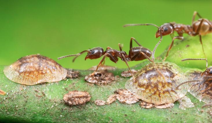 Fourmidor biologia mrówek Mrówka argentyńska Linepithema humile Kolonia Kolor Wielkość Gniazdo Pożywienie Znaczenie Monoginia Poliginia Jasno lub ciemno brązowy 2 2.