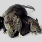 solutions for pest management challenges.