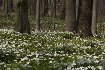 Z parkingu ruszamy drogą leśną w kierunku zachodnim. Wchodzimy w drzewostan dębowo-bukowy z domieszką sosny, rosnącej tu na zbyt żyznym siedlisku.