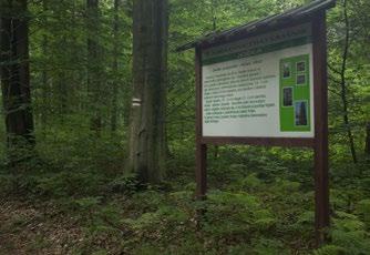 Docieramy do tablicy Jodła, która opisuje i pokazuje na zdjęciach ten gatunek drzewa. Stoi tu także drewniana ławeczka.