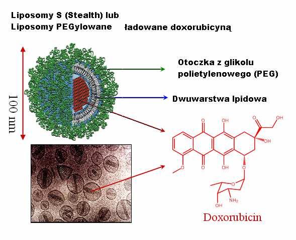 Ryc. 6. Immunoliposomy wykorzystuje się w przypadku terapii celowanej lekiem przeciwnowotworowym.