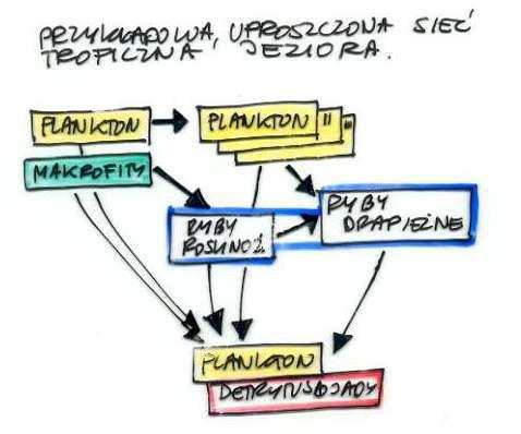 STRATEGIE GŁÓWNYCH DESTRUENTÓW: MIKROORGANIZMY PLANKTONOWE MIKRO- I