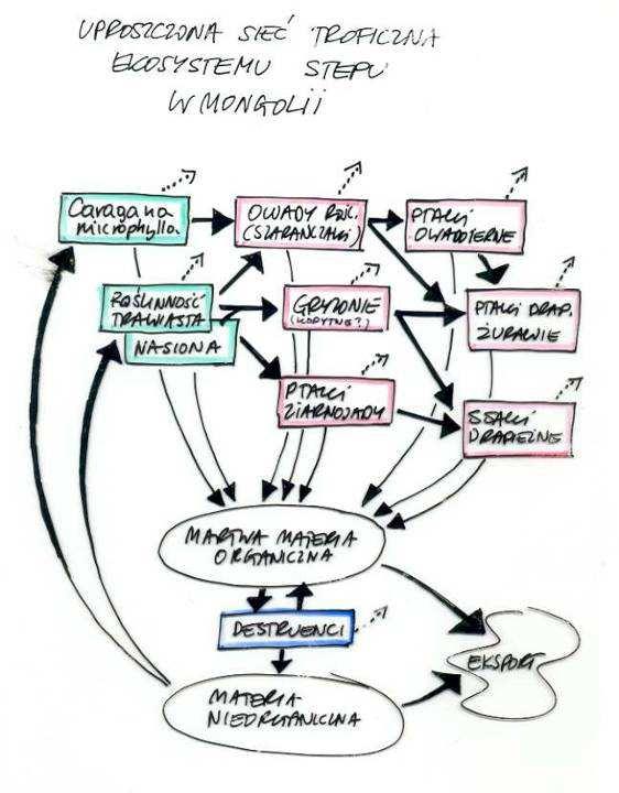 UPROSZCZONA SIEĆ TROFICZNA EKOSYSTEMU