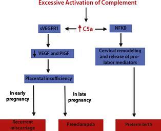 Układ dopełniacza w ciąży Nadmierna aktywacja układu dopełniacza, i w konsekwencji generowanie składnika C5a w ciąży może prowadzić do komplikacji.