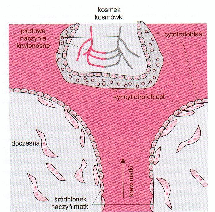 Schemat budowy kosmka trofoblastu oraz końcowego odcinka tętnic spiralnych, w które wnikają komórki trofoblastu Do zapłodnienia komórki jajowej dochodzi zwykle w jajowodzie.