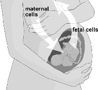 Mikrochimeryzm matczyno-płodowy Mikrochimeryzm : obecność małej liczby komórek,